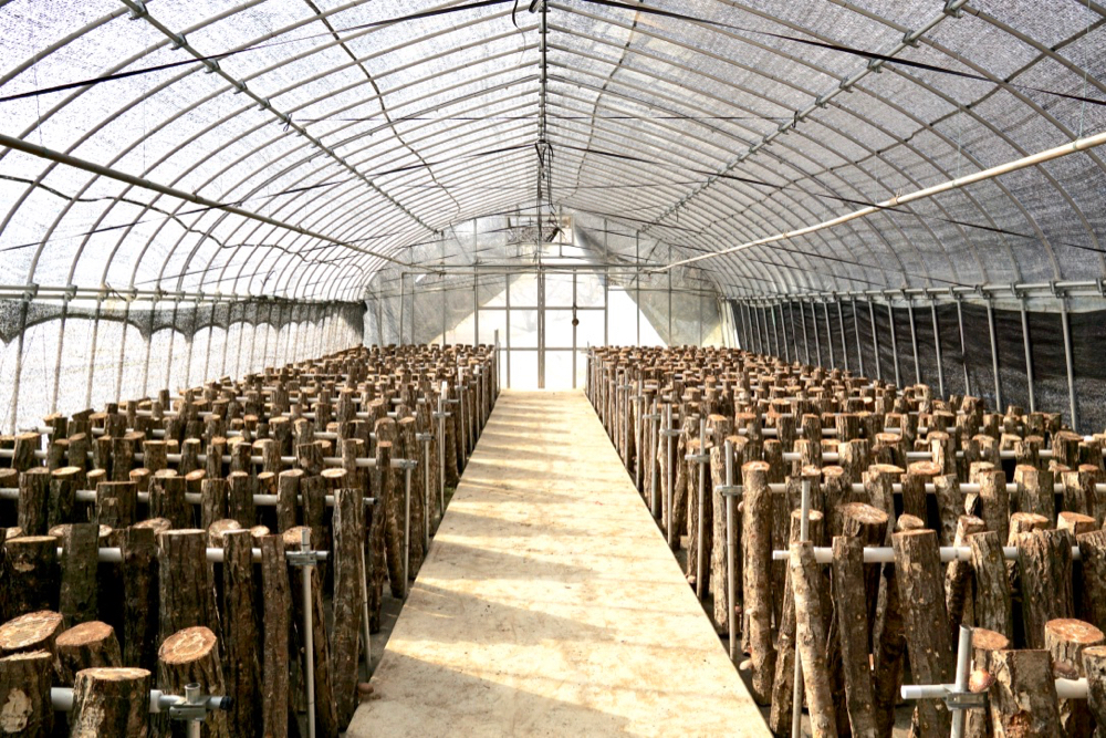 仙台熊谷農園採香菇