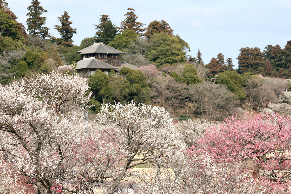 到茨城水戶賞梅花，吃梅子點心，體驗梅染，做梅酒