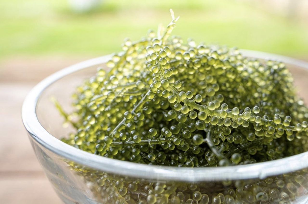 2024沖繩系島超療癒新玩法！uminchi海葡萄農園海葡萄大餐 x絕美沖繩名城海灘琉球度假村