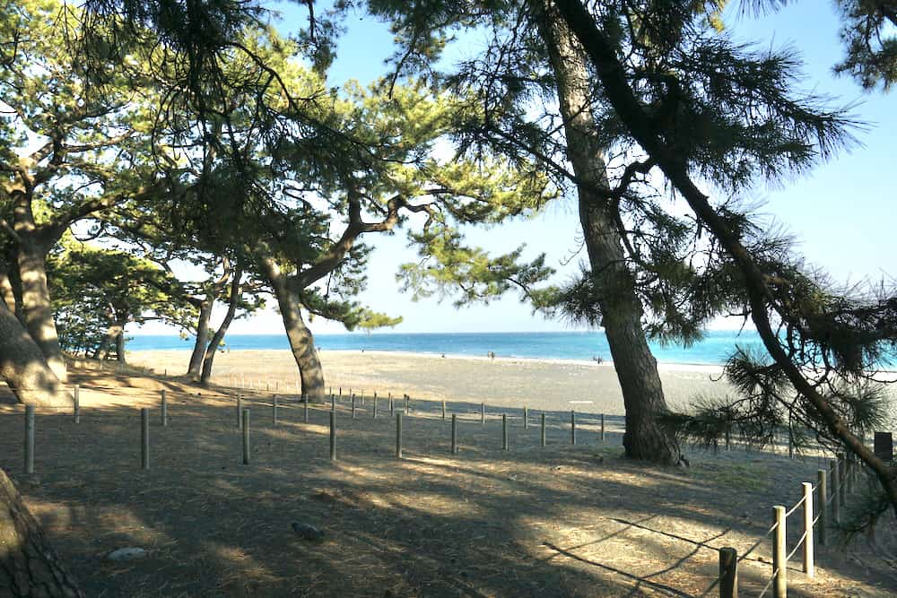 靜岡清水港太好玩了啦!騎腳踏車賞富士山、學捏壽司、大吃櫻花蝦、搭船拜訪三保松原絕景